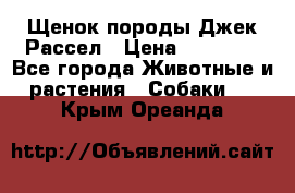 Щенок породы Джек Рассел › Цена ­ 45 000 - Все города Животные и растения » Собаки   . Крым,Ореанда